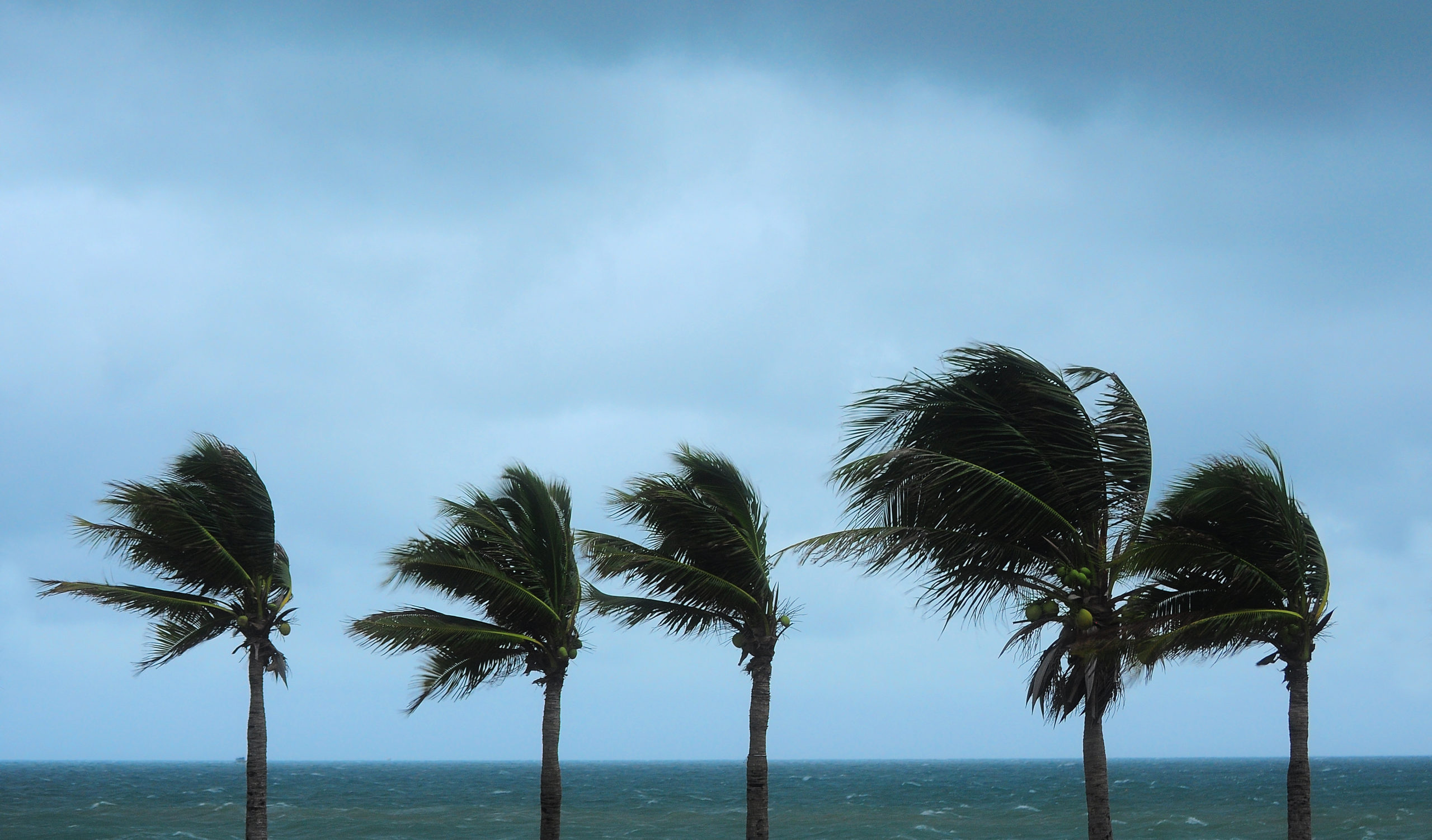 Palm trees demonstrating flexible strength